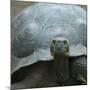 Giant Turtle, Galapagos Islands, Ecuador-javarman-Mounted Photographic Print