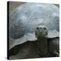 Giant Turtle, Galapagos Islands, Ecuador-javarman-Stretched Canvas