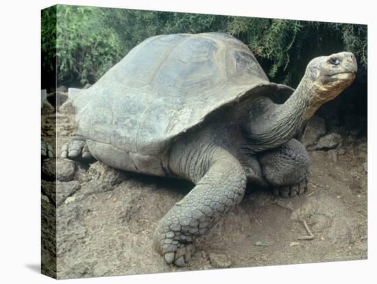 Giant Turtle, Santa Cruz Island, Galapogos Islands-Dolores Ochoa-Stretched Canvas