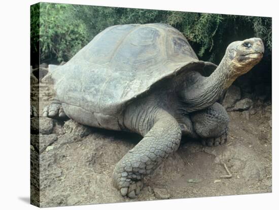 Giant Turtle, Santa Cruz Island, Galapogos Islands-Dolores Ochoa-Stretched Canvas