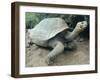 Giant Turtle, Santa Cruz Island, Galapogos Islands-Dolores Ochoa-Framed Premium Photographic Print
