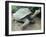 Giant Turtle, Santa Cruz Island, Galapogos Islands-Dolores Ochoa-Framed Premium Photographic Print