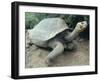 Giant Turtle, Santa Cruz Island, Galapogos Islands-Dolores Ochoa-Framed Premium Photographic Print