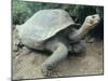 Giant Turtle, Santa Cruz Island, Galapogos Islands-Dolores Ochoa-Mounted Premium Photographic Print