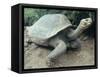 Giant Turtle, Santa Cruz Island, Galapogos Islands-Dolores Ochoa-Framed Stretched Canvas