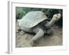 Giant Turtle, Santa Cruz Island, Galapogos Islands-Dolores Ochoa-Framed Photographic Print