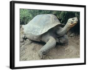 Giant Turtle, Santa Cruz Island, Galapogos Islands-Dolores Ochoa-Framed Photographic Print