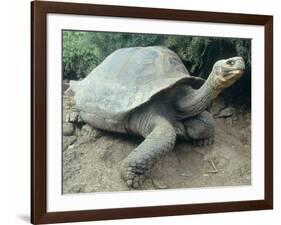 Giant Turtle, Santa Cruz Island, Galapogos Islands-Dolores Ochoa-Framed Photographic Print