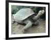 Giant Turtle, Santa Cruz Island, Galapogos Islands-Dolores Ochoa-Framed Photographic Print