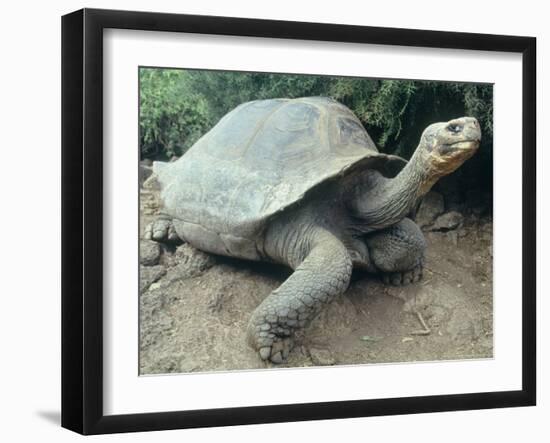 Giant Turtle, Santa Cruz Island, Galapogos Islands-Dolores Ochoa-Framed Photographic Print