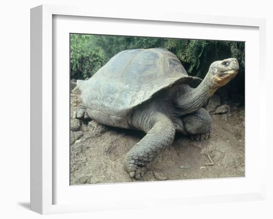 Giant Turtle, Santa Cruz Island, Galapogos Islands-Dolores Ochoa-Framed Photographic Print