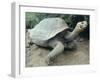 Giant Turtle, Santa Cruz Island, Galapogos Islands-Dolores Ochoa-Framed Photographic Print