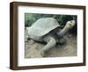 Giant Turtle, Santa Cruz Island, Galapogos Islands-Dolores Ochoa-Framed Photographic Print