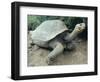 Giant Turtle, Santa Cruz Island, Galapogos Islands-Dolores Ochoa-Framed Photographic Print