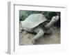 Giant Turtle, Santa Cruz Island, Galapogos Islands-Dolores Ochoa-Framed Photographic Print