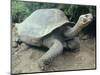 Giant Turtle, Santa Cruz Island, Galapogos Islands-Dolores Ochoa-Mounted Photographic Print