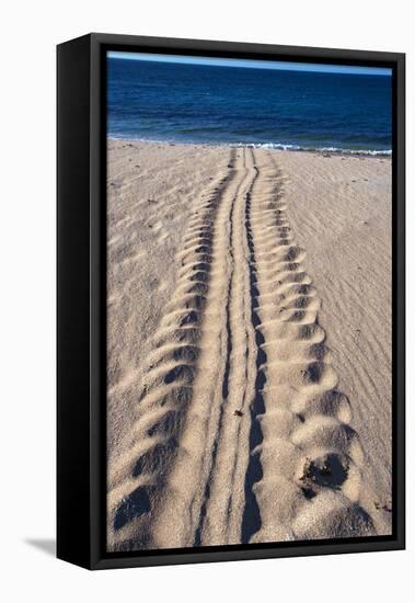 Giant Turtle Tracks in the Sand-Paul Souders-Framed Stretched Canvas