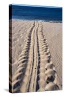 Giant Turtle Tracks in the Sand-Paul Souders-Stretched Canvas