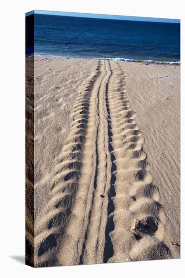 Giant Turtle Tracks in the Sand-Paul Souders-Stretched Canvas