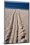 Giant Turtle Tracks in the Sand-Paul Souders-Mounted Photographic Print