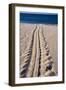 Giant Turtle Tracks in the Sand-Paul Souders-Framed Photographic Print