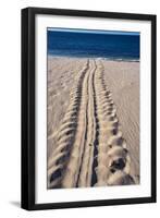 Giant Turtle Tracks in the Sand-Paul Souders-Framed Photographic Print