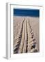 Giant Turtle Tracks in the Sand-Paul Souders-Framed Photographic Print