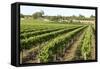 Giant Vineyards, Renmark, Murray River Valley, South Australia, Australia, Pacific-Tony Waltham-Framed Stretched Canvas