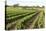 Giant Vineyards, Renmark, Murray River Valley, South Australia, Australia, Pacific-Tony Waltham-Stretched Canvas