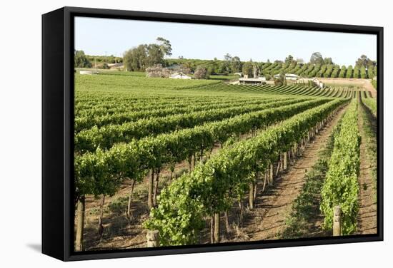 Giant Vineyards, Renmark, Murray River Valley, South Australia, Australia, Pacific-Tony Waltham-Framed Stretched Canvas