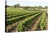 Giant Vineyards, Renmark, Murray River Valley, South Australia, Australia, Pacific-Tony Waltham-Stretched Canvas