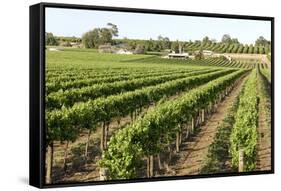 Giant Vineyards, Renmark, Murray River Valley, South Australia, Australia, Pacific-Tony Waltham-Framed Stretched Canvas