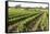 Giant Vineyards, Renmark, Murray River Valley, South Australia, Australia, Pacific-Tony Waltham-Framed Stretched Canvas