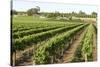 Giant Vineyards, Renmark, Murray River Valley, South Australia, Australia, Pacific-Tony Waltham-Stretched Canvas