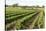 Giant Vineyards, Renmark, Murray River Valley, South Australia, Australia, Pacific-Tony Waltham-Stretched Canvas