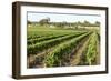 Giant Vineyards, Renmark, Murray River Valley, South Australia, Australia, Pacific-Tony Waltham-Framed Photographic Print