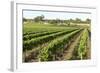 Giant Vineyards, Renmark, Murray River Valley, South Australia, Australia, Pacific-Tony Waltham-Framed Photographic Print