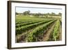 Giant Vineyards, Renmark, Murray River Valley, South Australia, Australia, Pacific-Tony Waltham-Framed Photographic Print