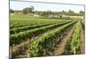 Giant Vineyards, Renmark, Murray River Valley, South Australia, Australia, Pacific-Tony Waltham-Mounted Photographic Print