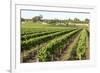 Giant Vineyards, Renmark, Murray River Valley, South Australia, Australia, Pacific-Tony Waltham-Framed Photographic Print