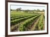 Giant Vineyards, Renmark, Murray River Valley, South Australia, Australia, Pacific-Tony Waltham-Framed Photographic Print