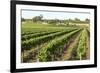 Giant Vineyards, Renmark, Murray River Valley, South Australia, Australia, Pacific-Tony Waltham-Framed Photographic Print