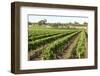 Giant Vineyards, Renmark, Murray River Valley, South Australia, Australia, Pacific-Tony Waltham-Framed Photographic Print