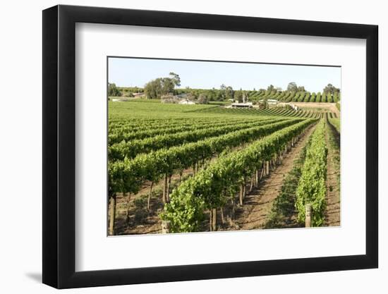 Giant Vineyards, Renmark, Murray River Valley, South Australia, Australia, Pacific-Tony Waltham-Framed Photographic Print