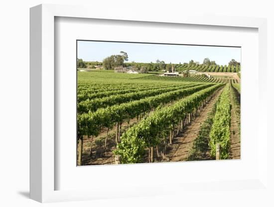 Giant Vineyards, Renmark, Murray River Valley, South Australia, Australia, Pacific-Tony Waltham-Framed Photographic Print