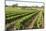 Giant Vineyards, Renmark, Murray River Valley, South Australia, Australia, Pacific-Tony Waltham-Mounted Photographic Print