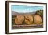 Giant Walnuts on Flatbed-null-Framed Art Print