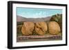 Giant Walnuts on Flatbed-null-Framed Art Print