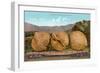 Giant Walnuts on Flatbed-null-Framed Art Print