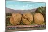 Giant Walnuts on Flatbed-null-Mounted Art Print